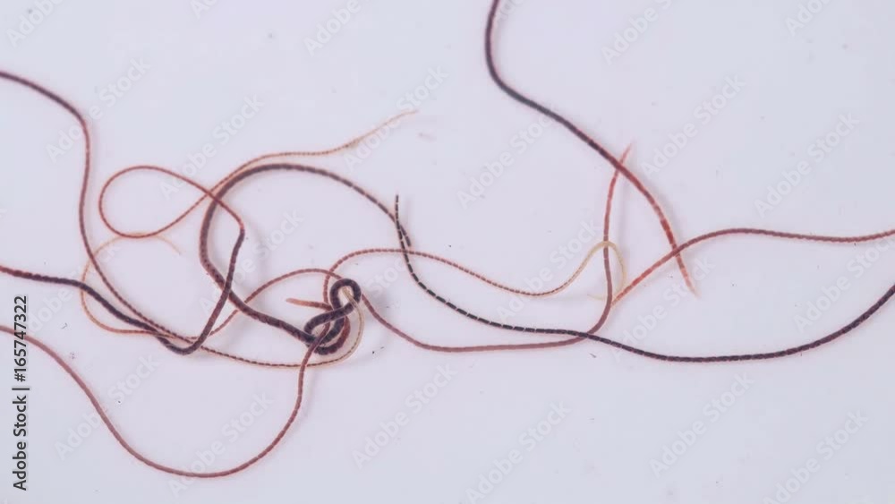 larvae squirm like worms on a white background larvae squirm like worms on a white background