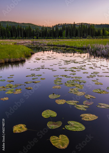 Fototapeta Naklejka Na Ścianę i Meble -  Lily pads float on a creek in western Montana