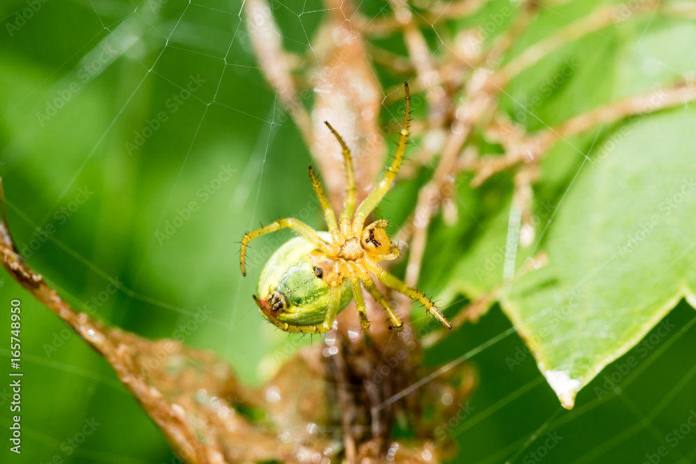 A small green spider