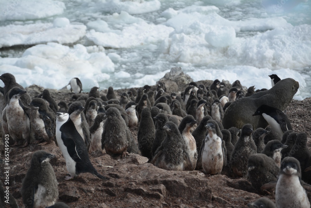 Obraz premium Pingüinos