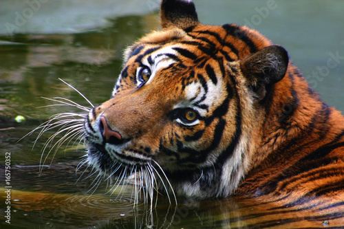 Meow, a tiger that was rescued from abusive owners in southern Thailand