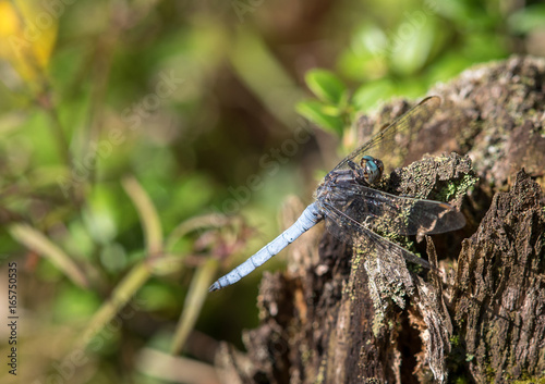 Dragonfly Orthetrum coerulescens male sitting on dead wood photo