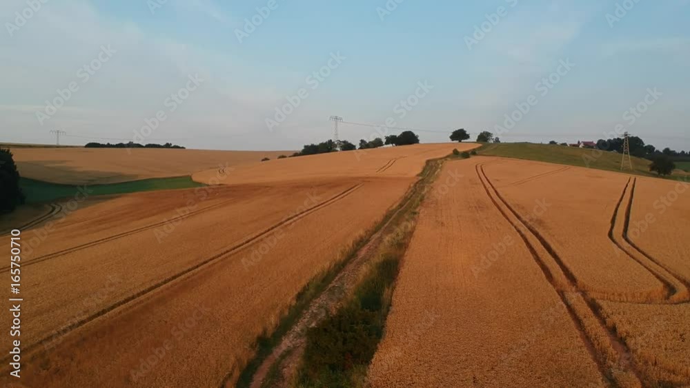 Aerial view wheat field at sunset Aerial view wheat field at sunset
