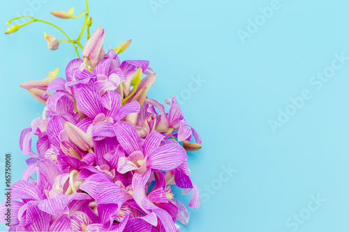 Beautiful blooming orchid on blue background