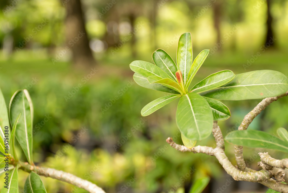 Naklejka premium green leaf