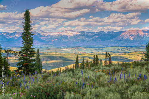 Foreground Wyoming Wildflowers and Sawtooth Mountains photo
