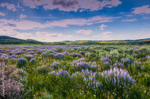 Blue Flowers and Sage Below Wyoming Range, Wind River Mountains. photo