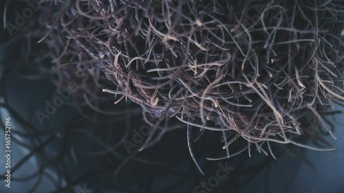 larvae as a single body squirm and react to the environment