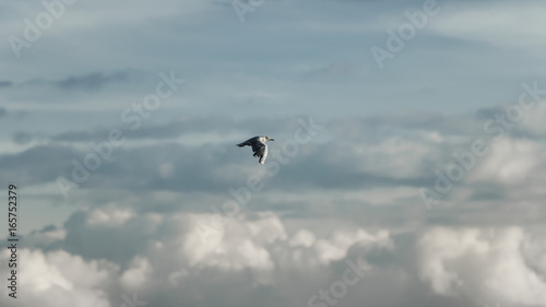 Eine M  we fliegt vor blauem himmel mit wolken