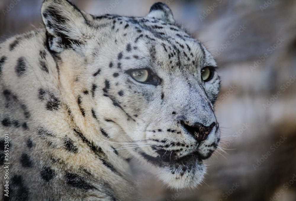 Fototapeta premium Snow Leopard Eyes