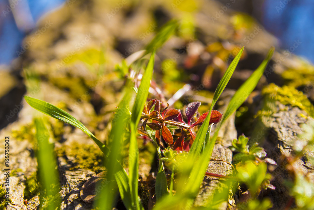 Wild flower