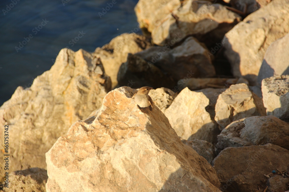 Bird on stone at the lake Bird on stone at the lake