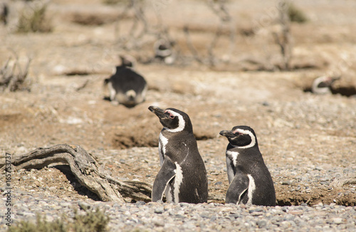 Pinguino de Magallanes, costa Atlantica Argentina