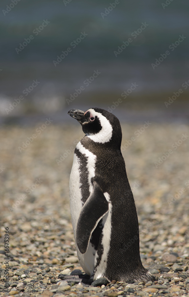 Fototapeta premium Pinguino de Magallanes, costa Atlantica Argentina