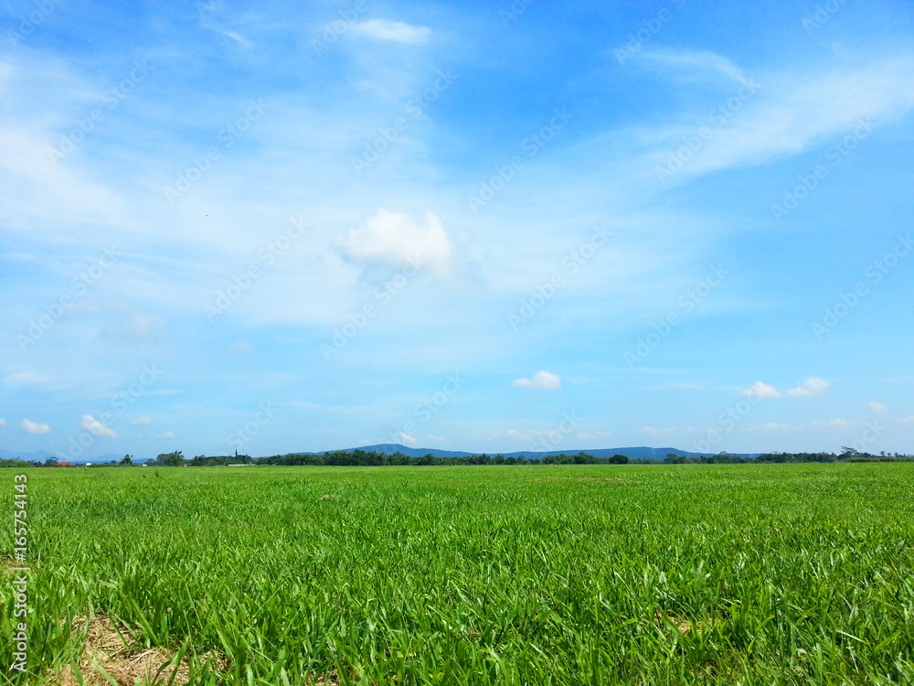 Meadow Meadow