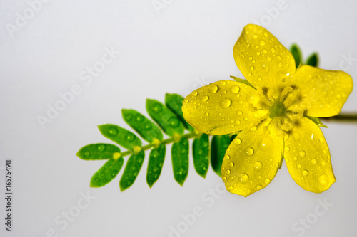Foto Yellow flower of small caltrops weed, isolated flower on gray background