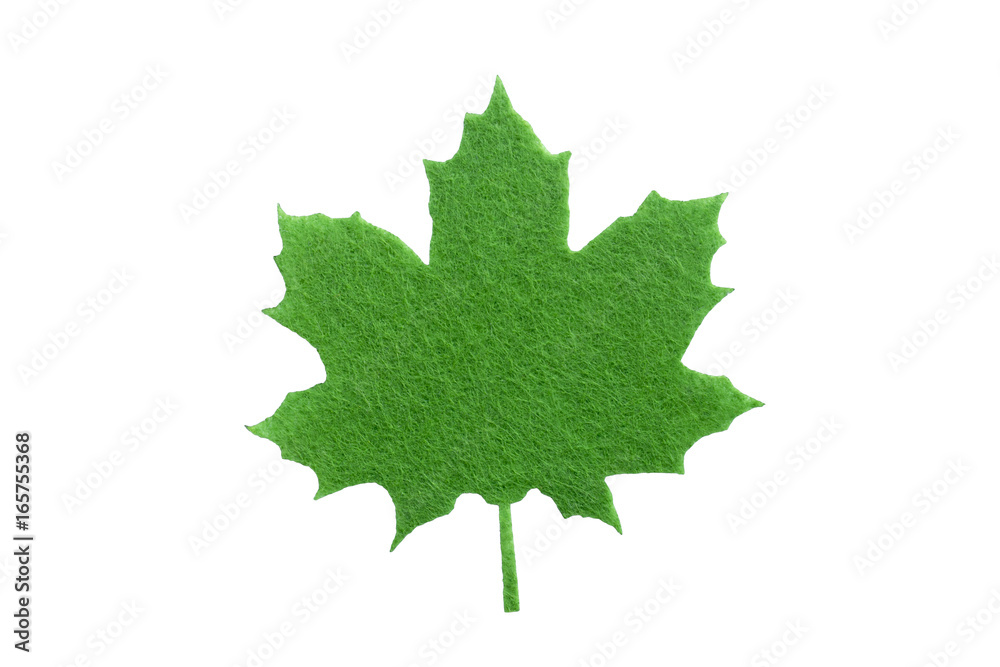 Fototapeta premium maple leaf,
