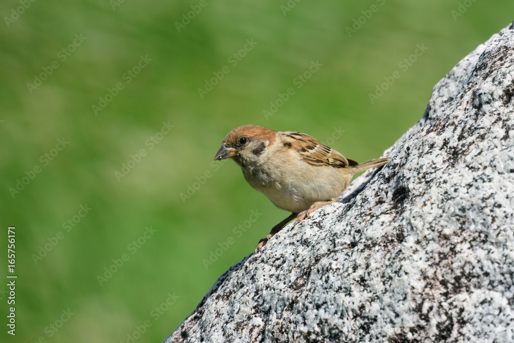 Naklejka premium スズメ