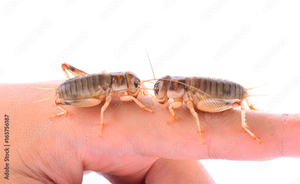 Gryllidae isolated on white background Gryllidae isolated on white background