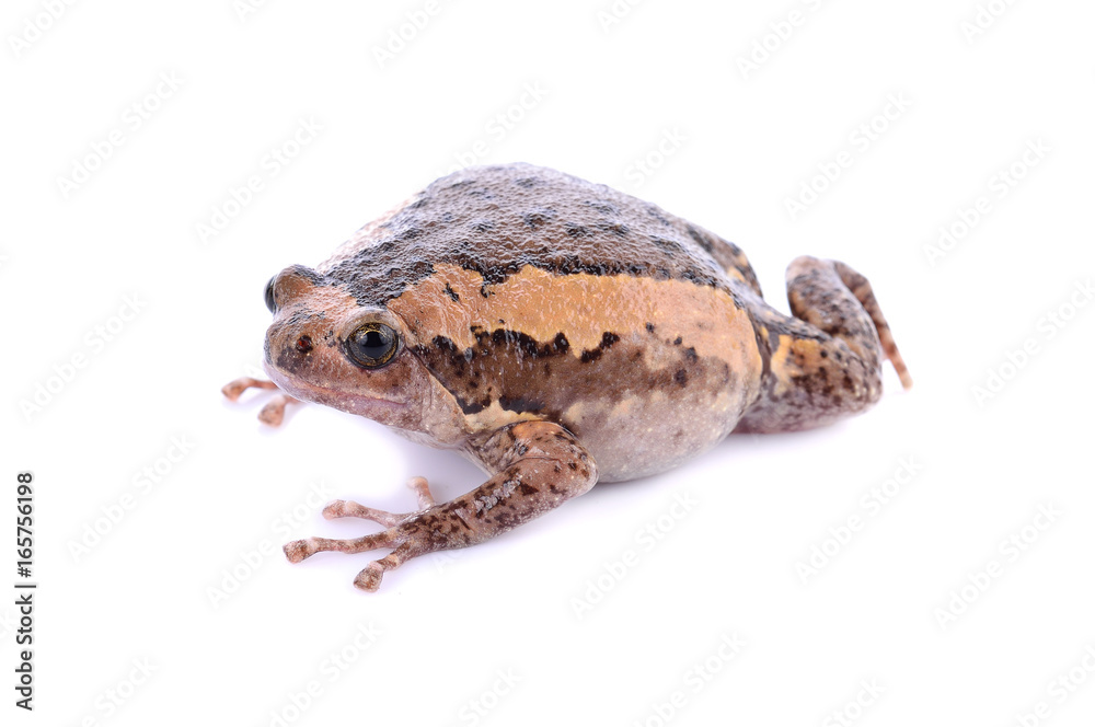 Fototapeta premium Bullfrog isolated on white background.