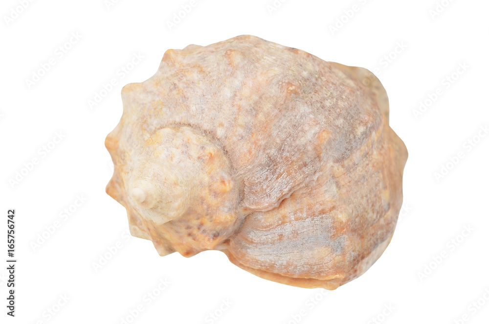 Cockleshell of the Black Sea Rapana venosa (thomassiana) Cockleshell of the Black Sea Rapana venosa (thomassiana)