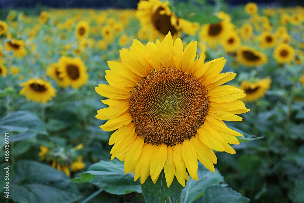 Obraz premium sunflower1