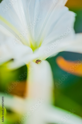 Brown spider hiddenin white flower photo