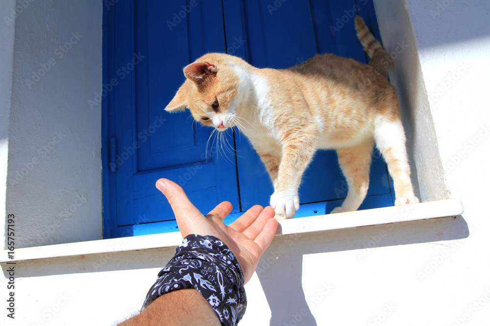 Ginger cat standing on a windowsill on white wall and blue vintage window  shutters background and a stretched man hand trying to shake cat's paw  Stock Photo | Adobe Stock
