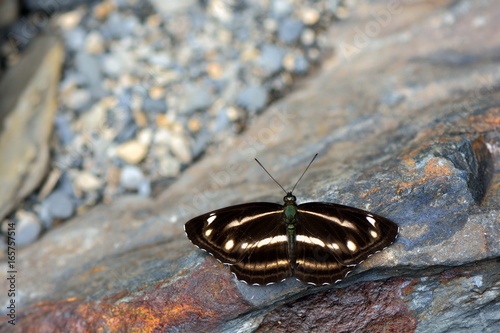 Butterfly from the Taiwan (Neptis taiwana) Puli three lines butterfly photo