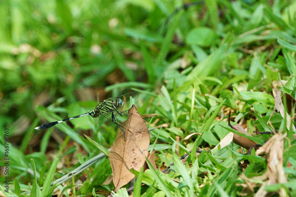 Dragonfly clinging to a dried leaf
