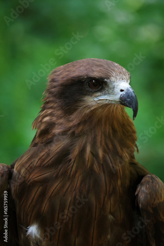 Hawk portrait looking to distance 