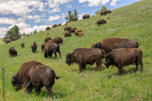 Custer State Park South Dakota