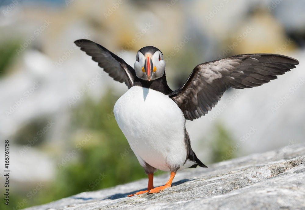 Fototapeta premium Atlantic Puffin