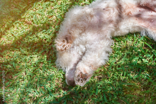 Playful white poodle on green grass