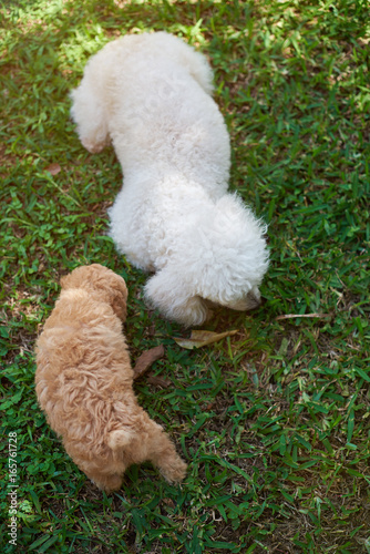 Two poodle walk on green grass