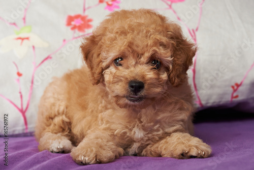Brown cute poodle puppy