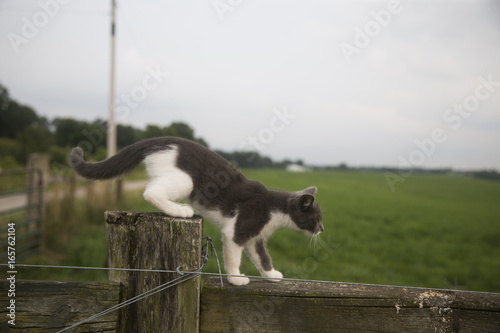 Feral kitten on a fencepost in rural Indiana
