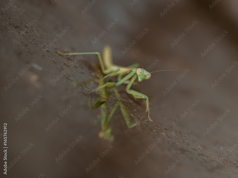 Praying Mantis reflection Praying Mantis reflection