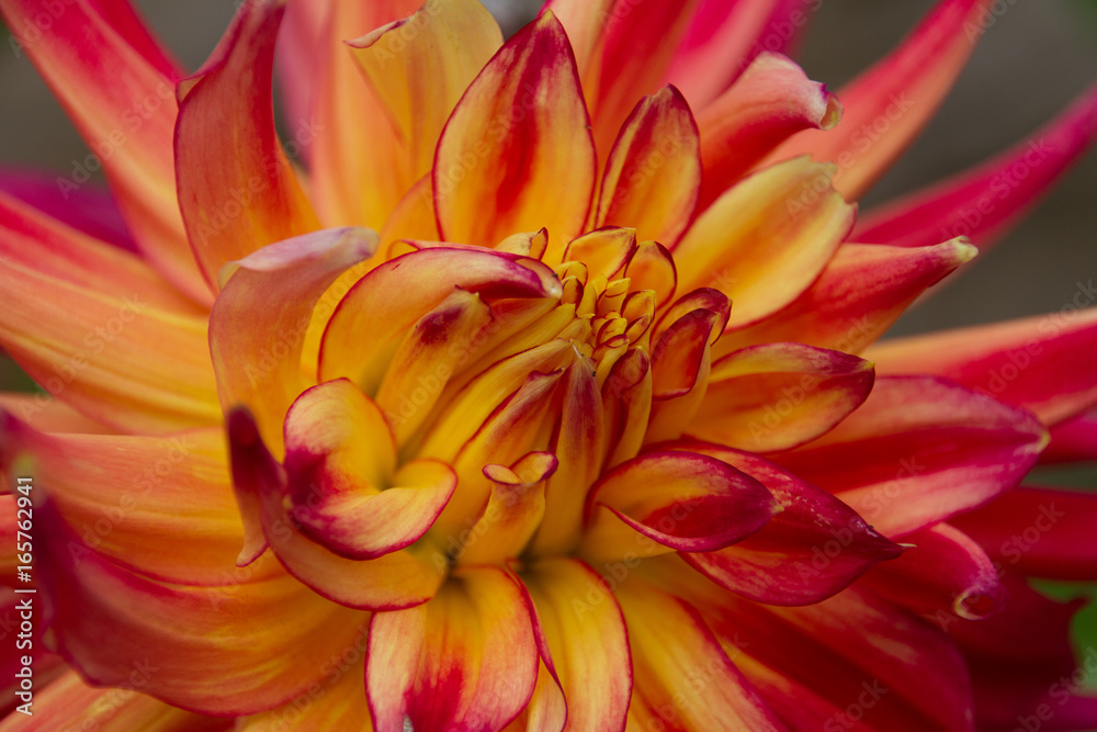 Red Yellow Dahlia