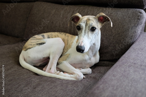 ウィペット（whippet）