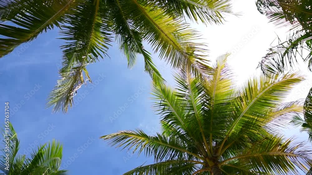 HD Paradise island concept. Coconut palm tree under sunshine at beautiful tropical beach HD Paradise island concept. Coconut palm tree under sunshine at beautiful tropical beach