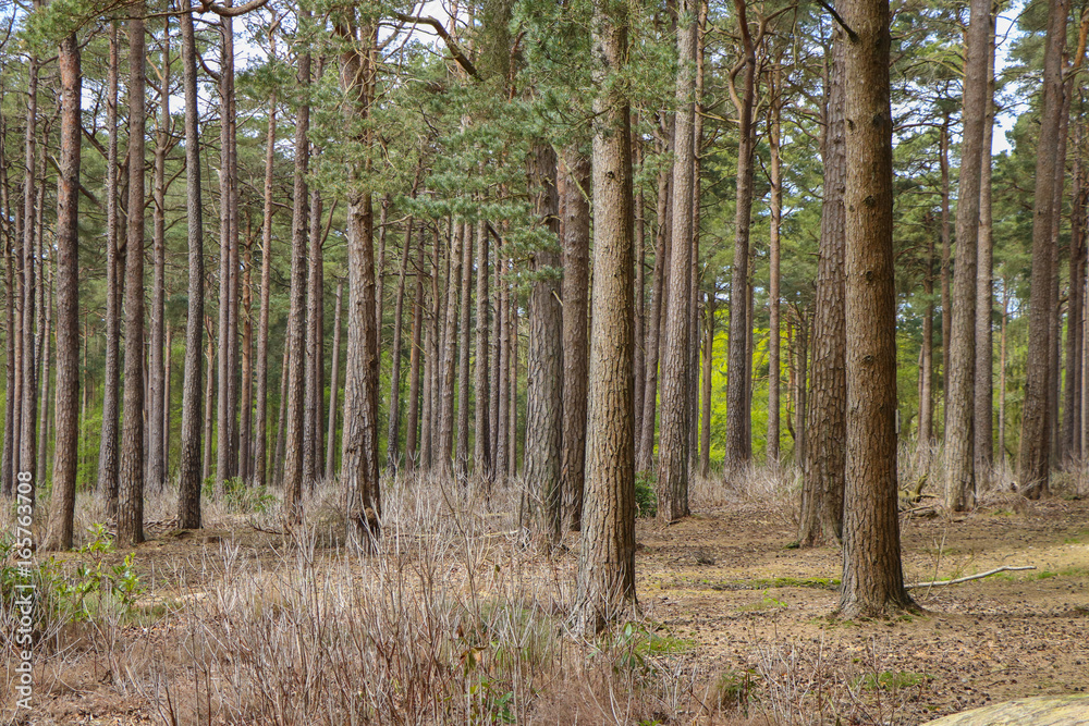 Fototapeta premium Woods with young trees of pine and birch in Autumn.