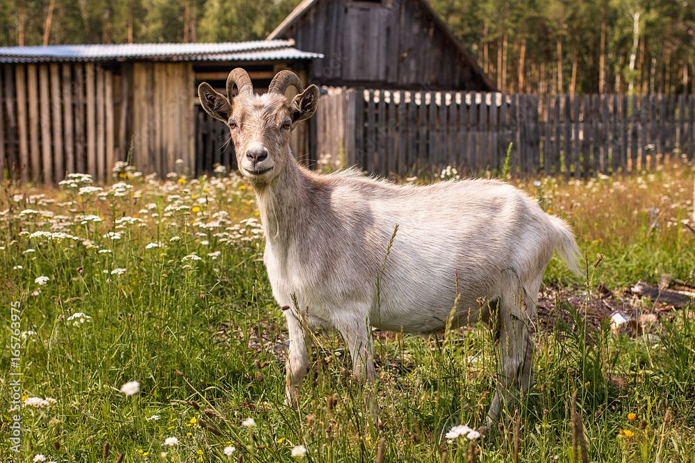 goat with horns standing on the green grass. goat with horns standing on the green grass.