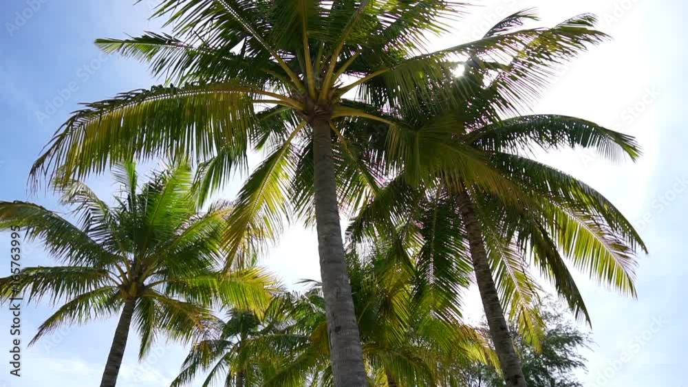 HD Paradise island concept. Coconut palm tree under sunshine at beautiful tropical beach HD Paradise island concept. Coconut palm tree under sunshine at beautiful tropical beach