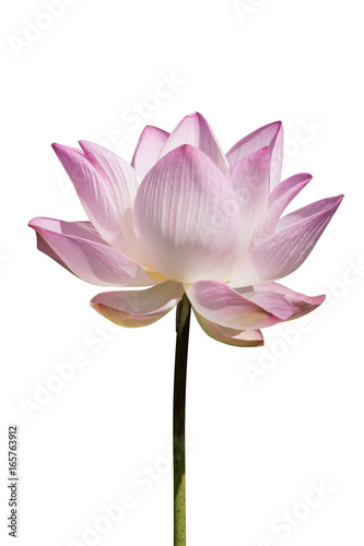 Pink and white lotus flower blooming.