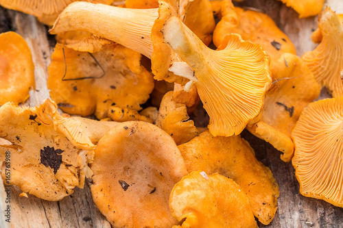 Fresh chanterelle mushrooms on a rustic table
