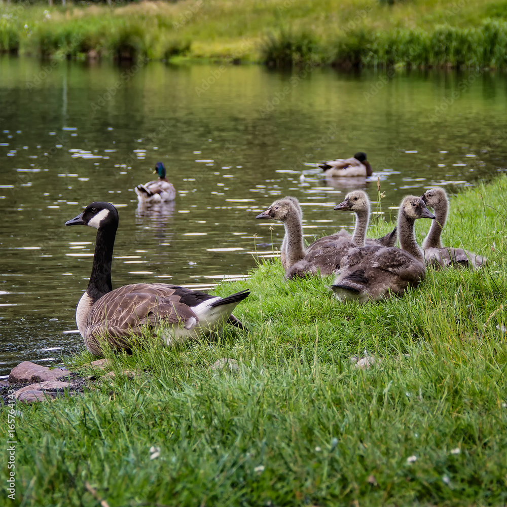 Obraz premium Junge Kanadagänse