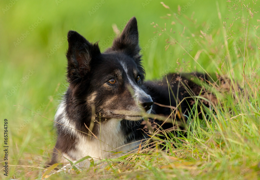 Border Collie dog lies in the grass