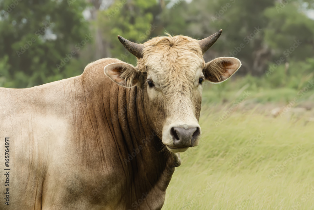 Close up a cow in the grassland. Close up a cow in the grassland.