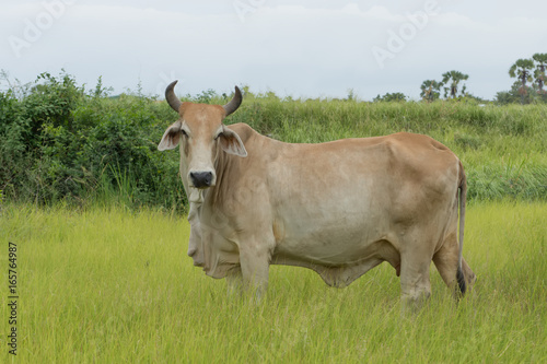 Fototapeta Naklejka Na Ścianę i Meble -  Close up a cow in the grassland.